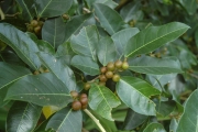 <strong>Ficus tinctoria - Ramon, Laurence - 129</strong><br />© Ramon, Laurence